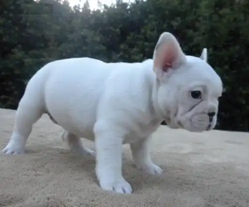 cachorros bulldog francés registrados