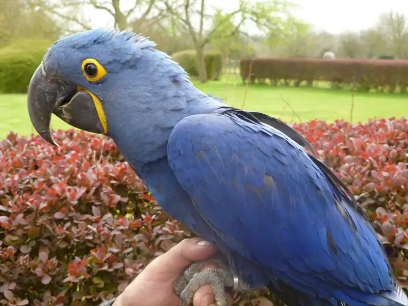 Blue Macaw
