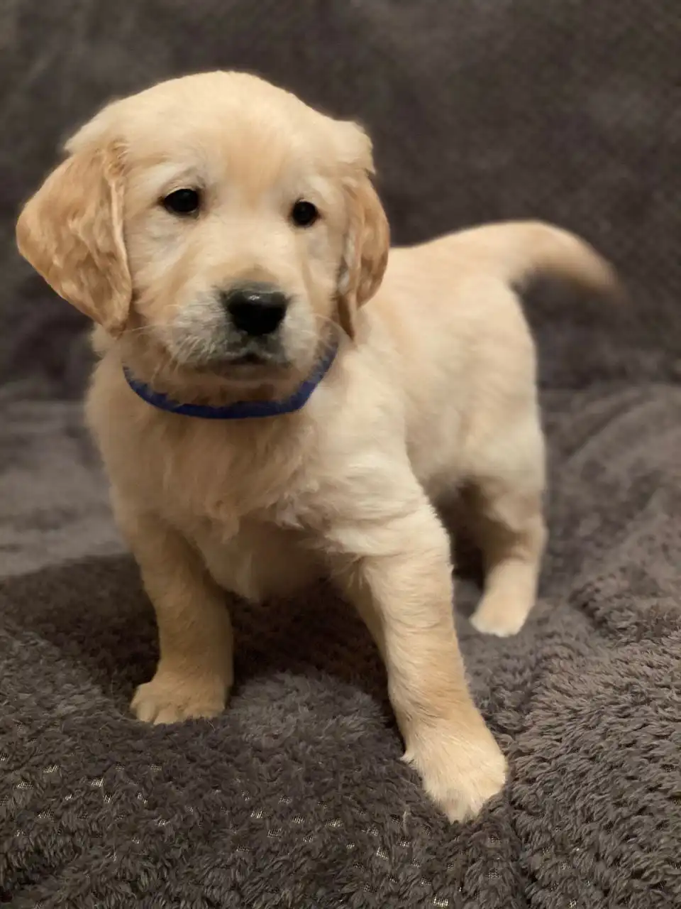 Venta de cachorros Golden Retriever