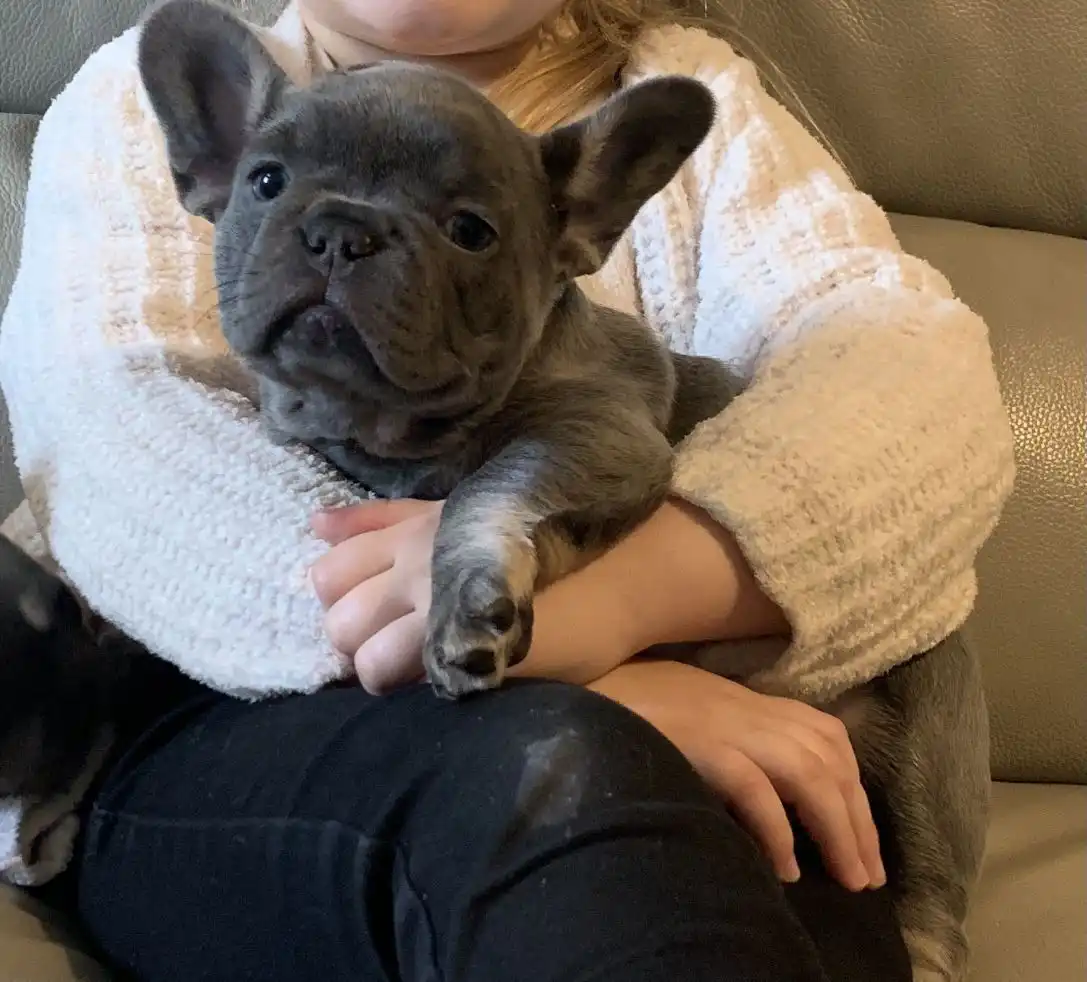 cachorros bulldog frances a la venta