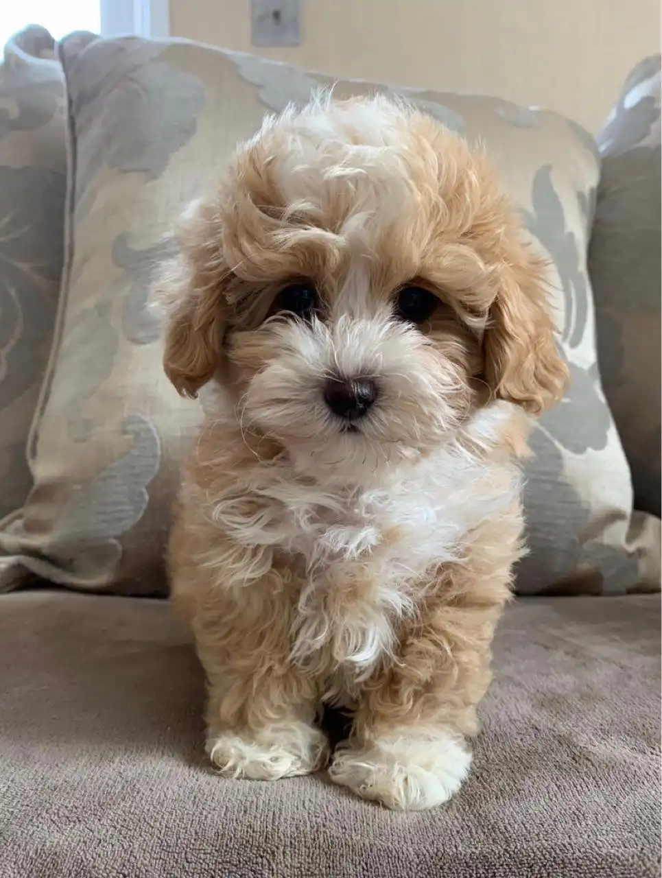 Cachorros Angelical Maltipoo Disponibles