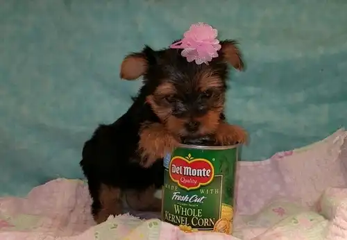 Cachorros Yorkie taza de té disponibles.