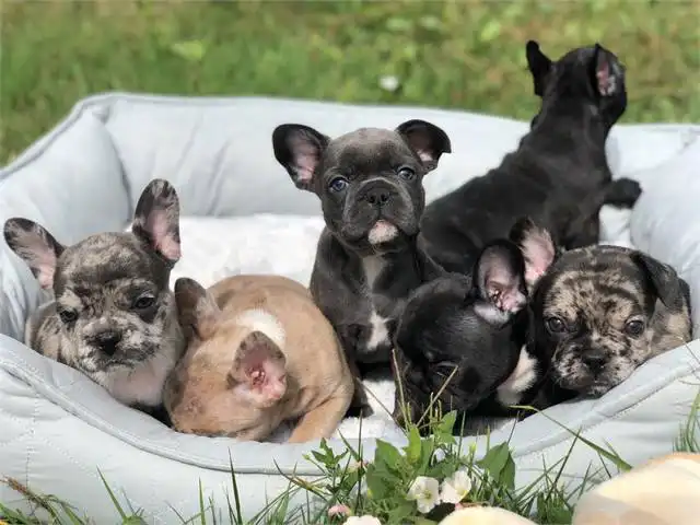 Magníficos cachorros de bulldog francés