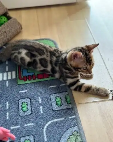 gatitos de bengala