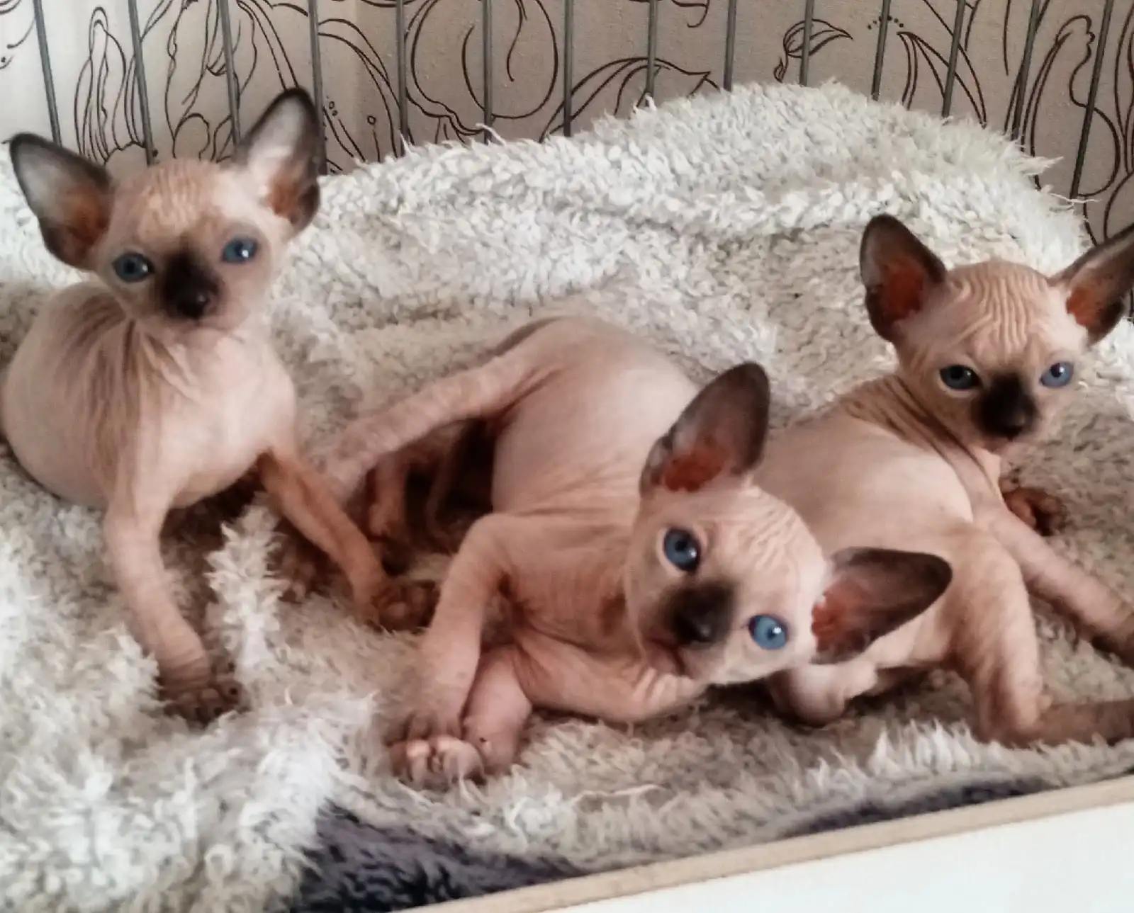 Gatito Sphynx - Vacunados y Microchip