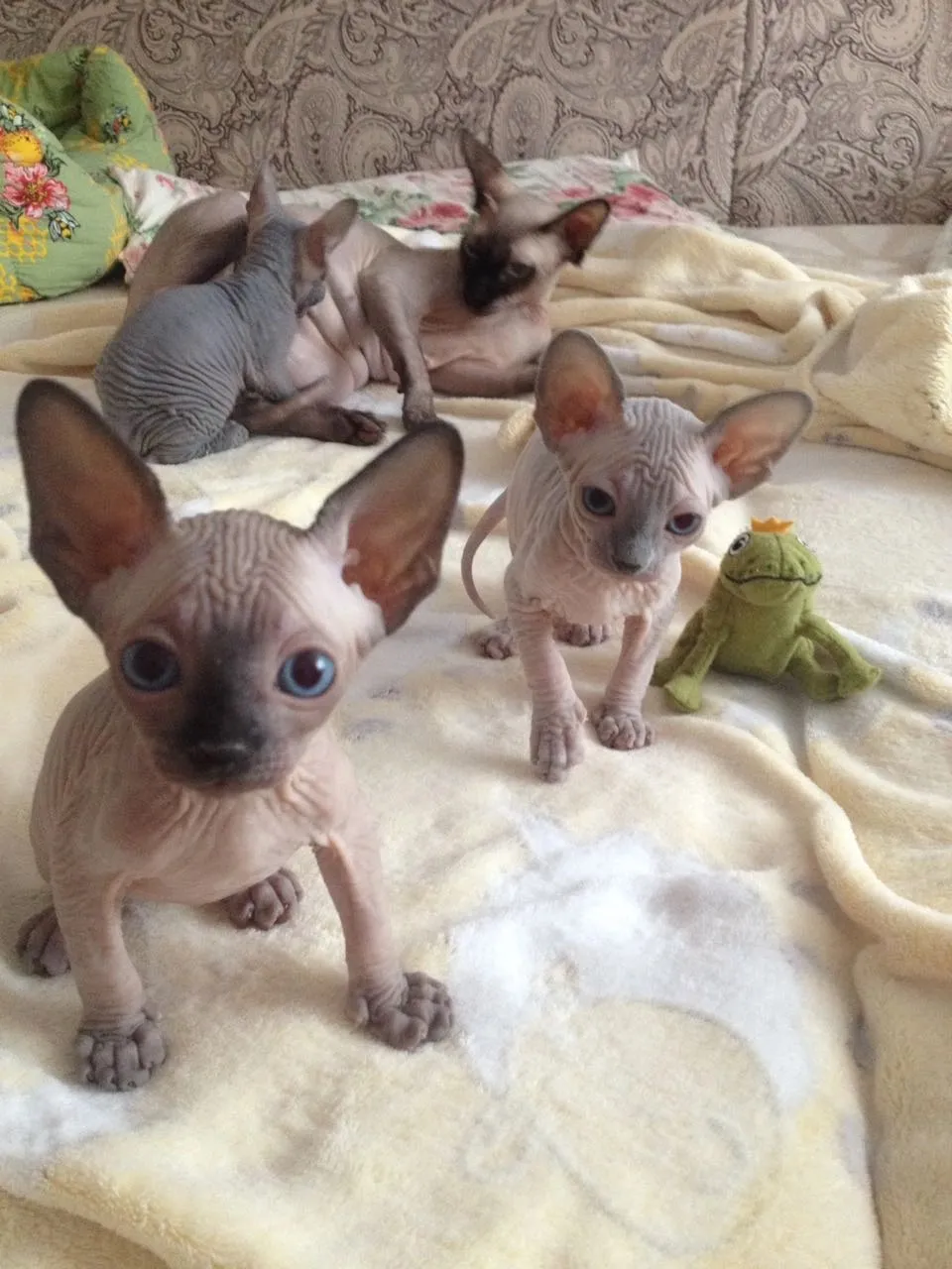 Hermosa bebe sphynx lista hoy