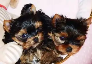 Cachorros Yorkie taza de té.