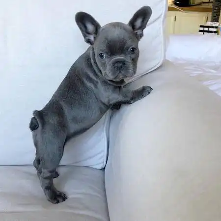 Cachorros Bulldog Francés En Venta