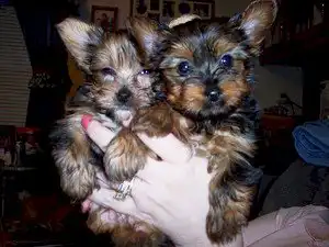 Cachorros Yorkie