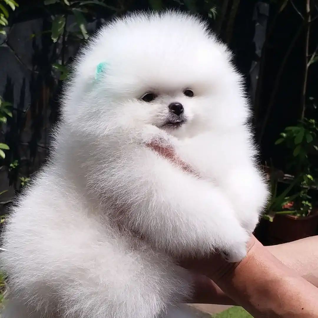 Hermosos cachorros pomerania para un buen hogar  Hermosos cachorros de Pomerania, machos y