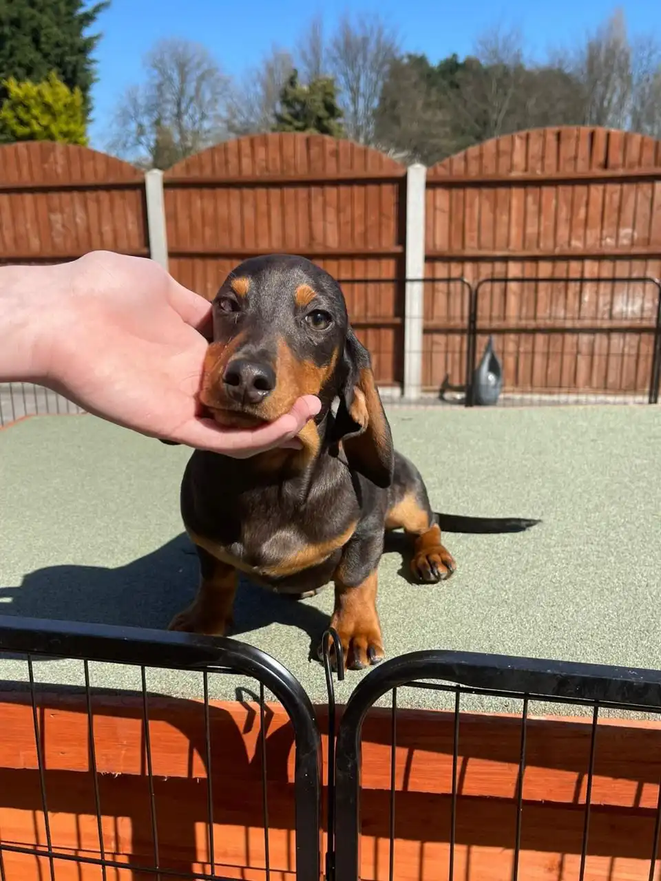 Cachorros Teckel Miniatura Para La Venta