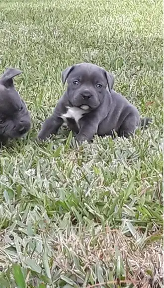 Venta de cachorros staffordshire bull terrier