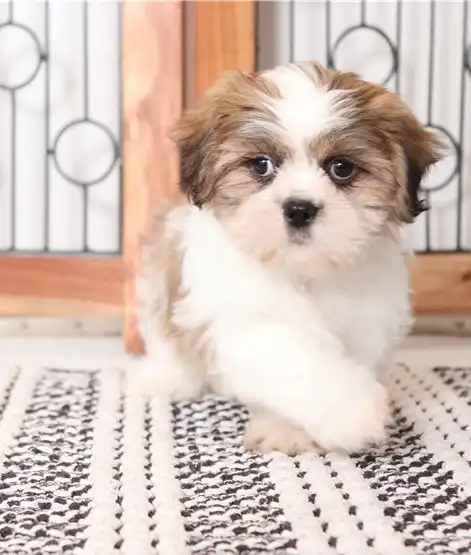 Preciosos cachorros shih tzu a la venta