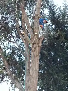 Servicio de poda y tala de árboles y palmeras