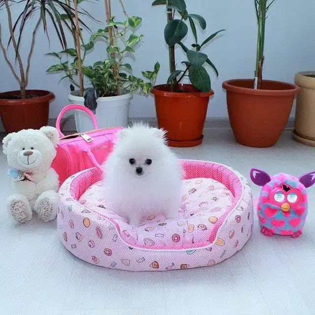 adorables cachorros de pomerania taza de té