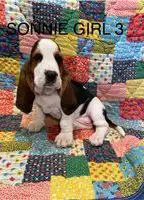 Impresionantes cachorros basset hound machos y hembras