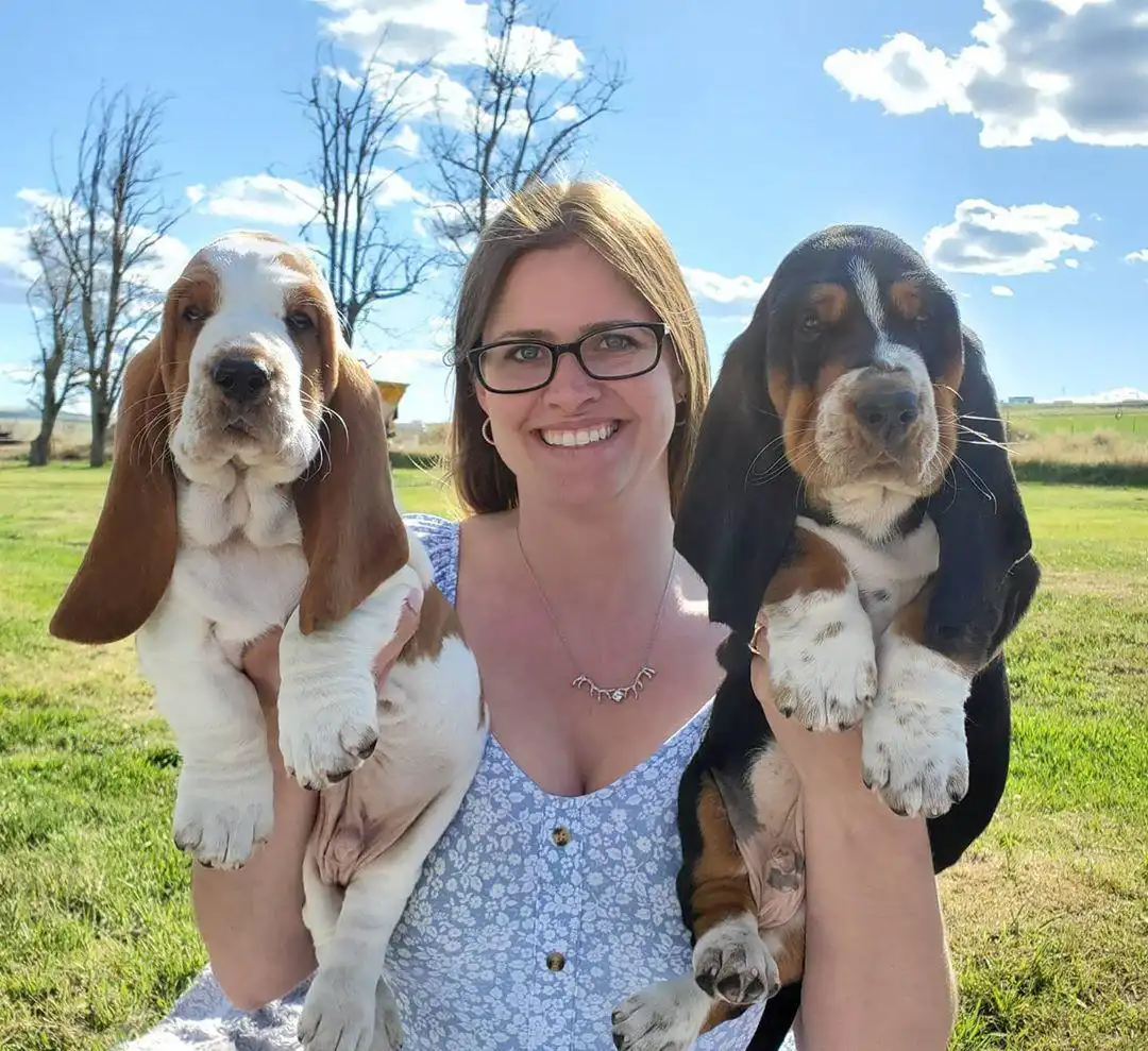 Cachorros Basset Hound puros de calidad