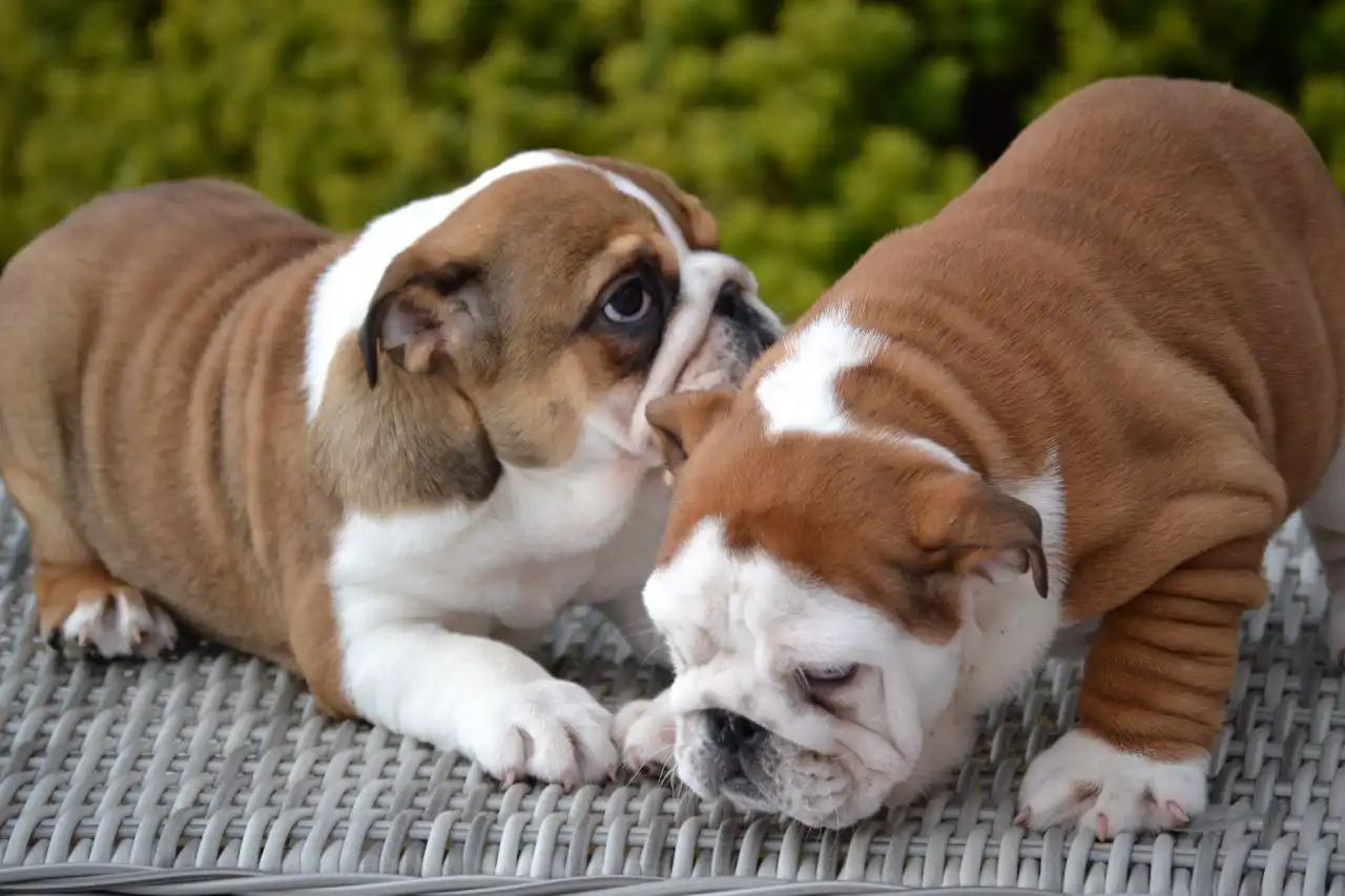 Cachorros de bulldog ingles registrados