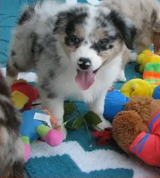 Captain Australian Shepherd Puppies For Sale