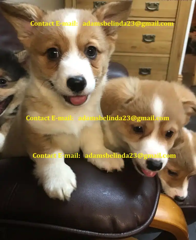 Macho y Hembra Cachorros corgi galés criados en casa Listos