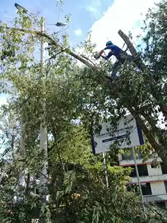 Poda y tala de árboles y palmeras 
