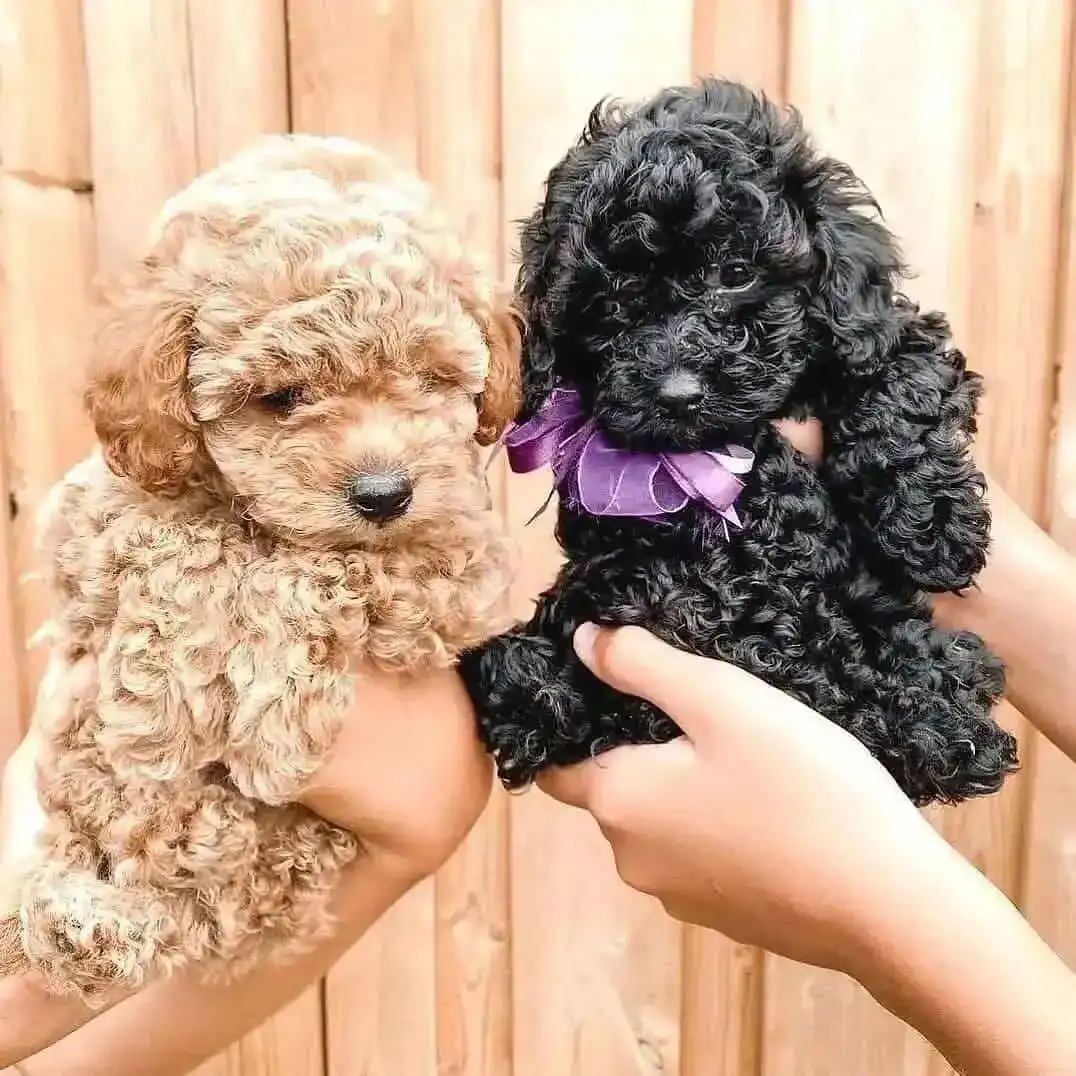 Hermosos cachorros de caniche toy