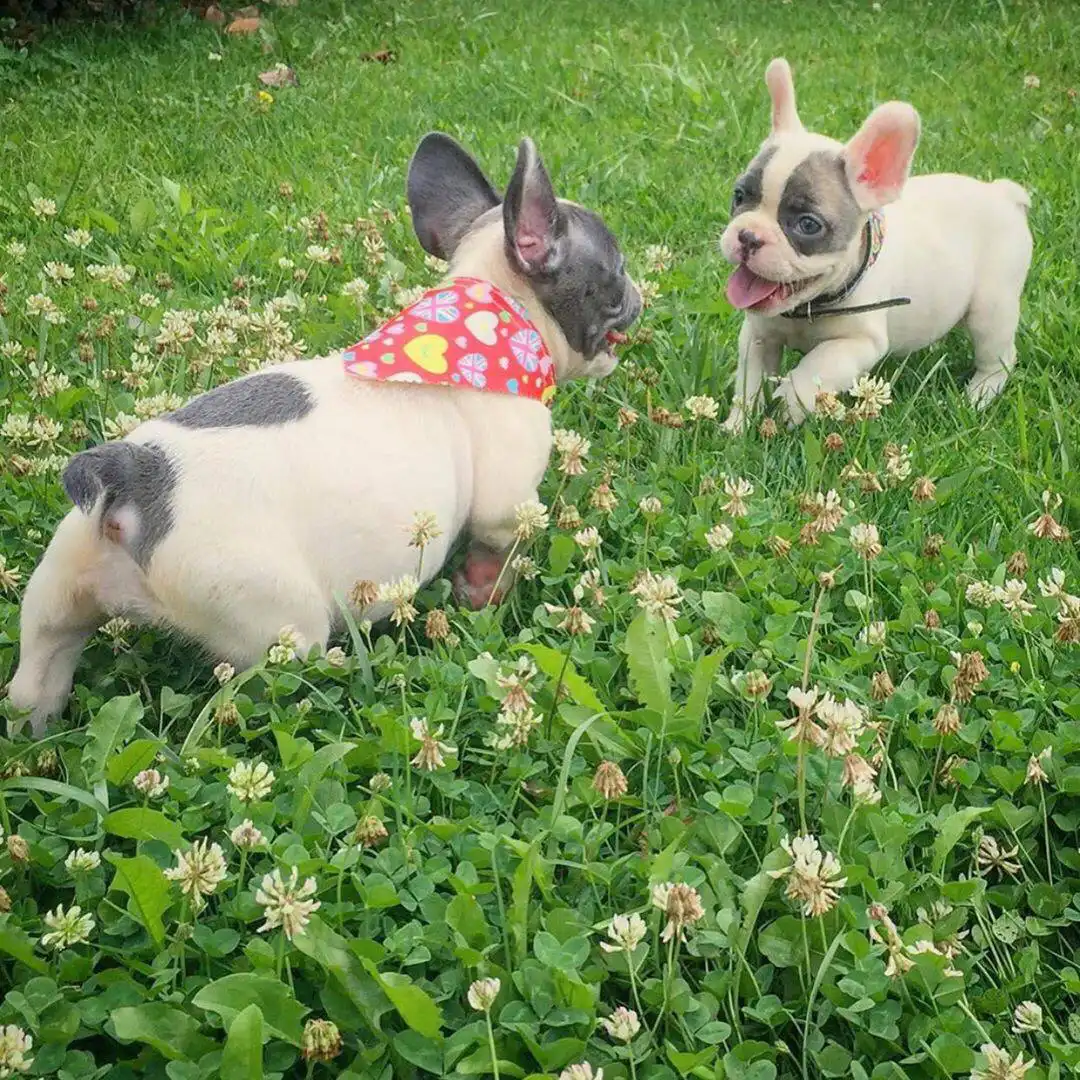 Stunning FRENCH BULLDOG PUPPIES