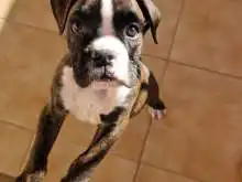 Se vende un cachorro boxer a tigrado macho.