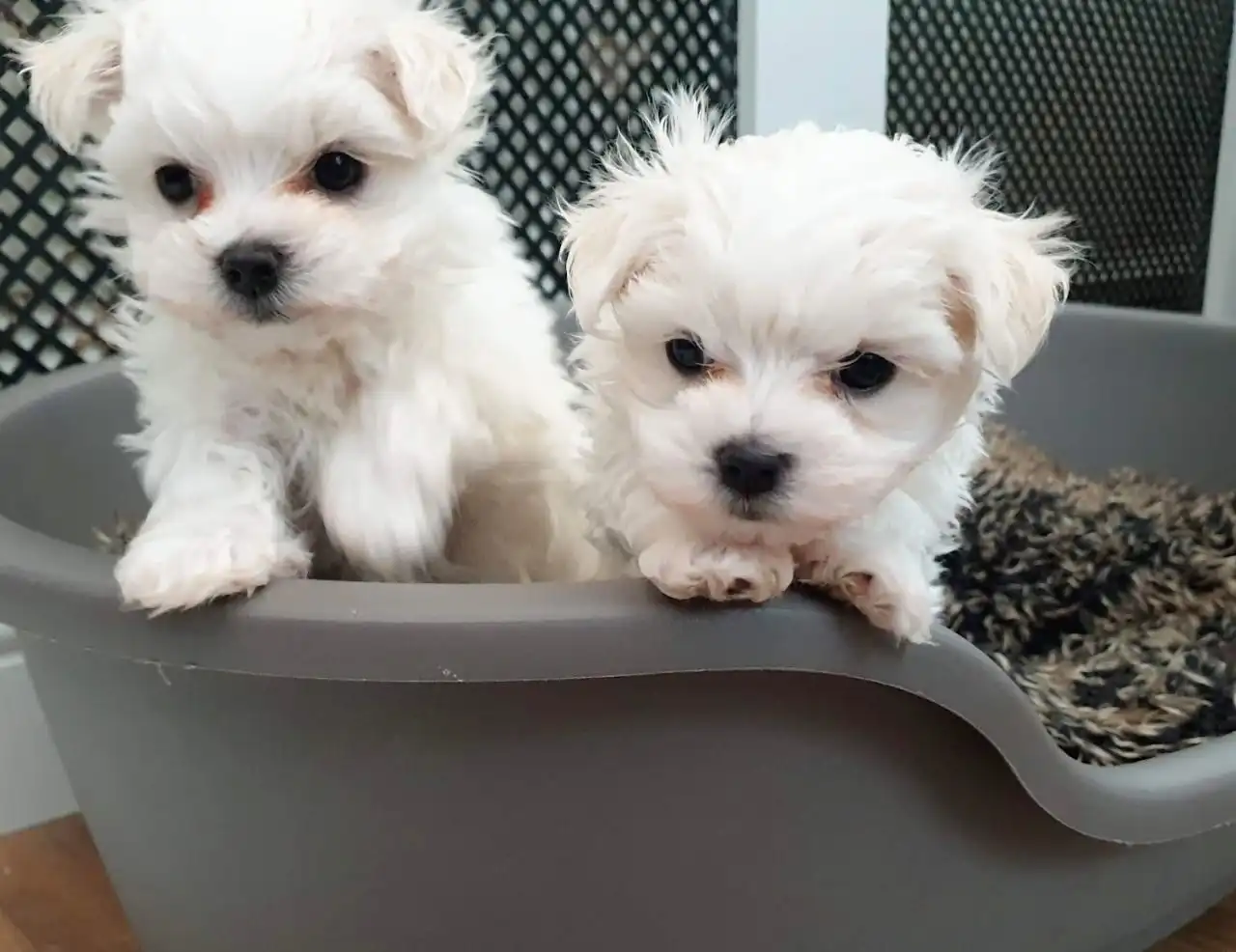 Cachorros malteses taza de té para la venta