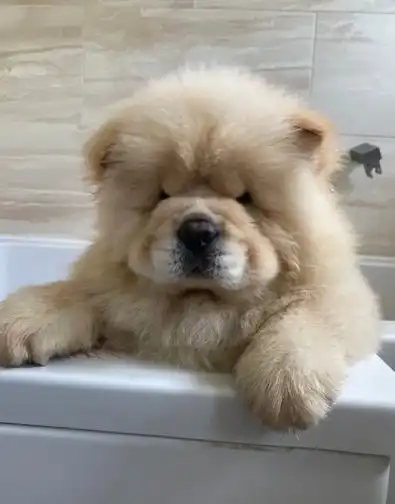 chow chow