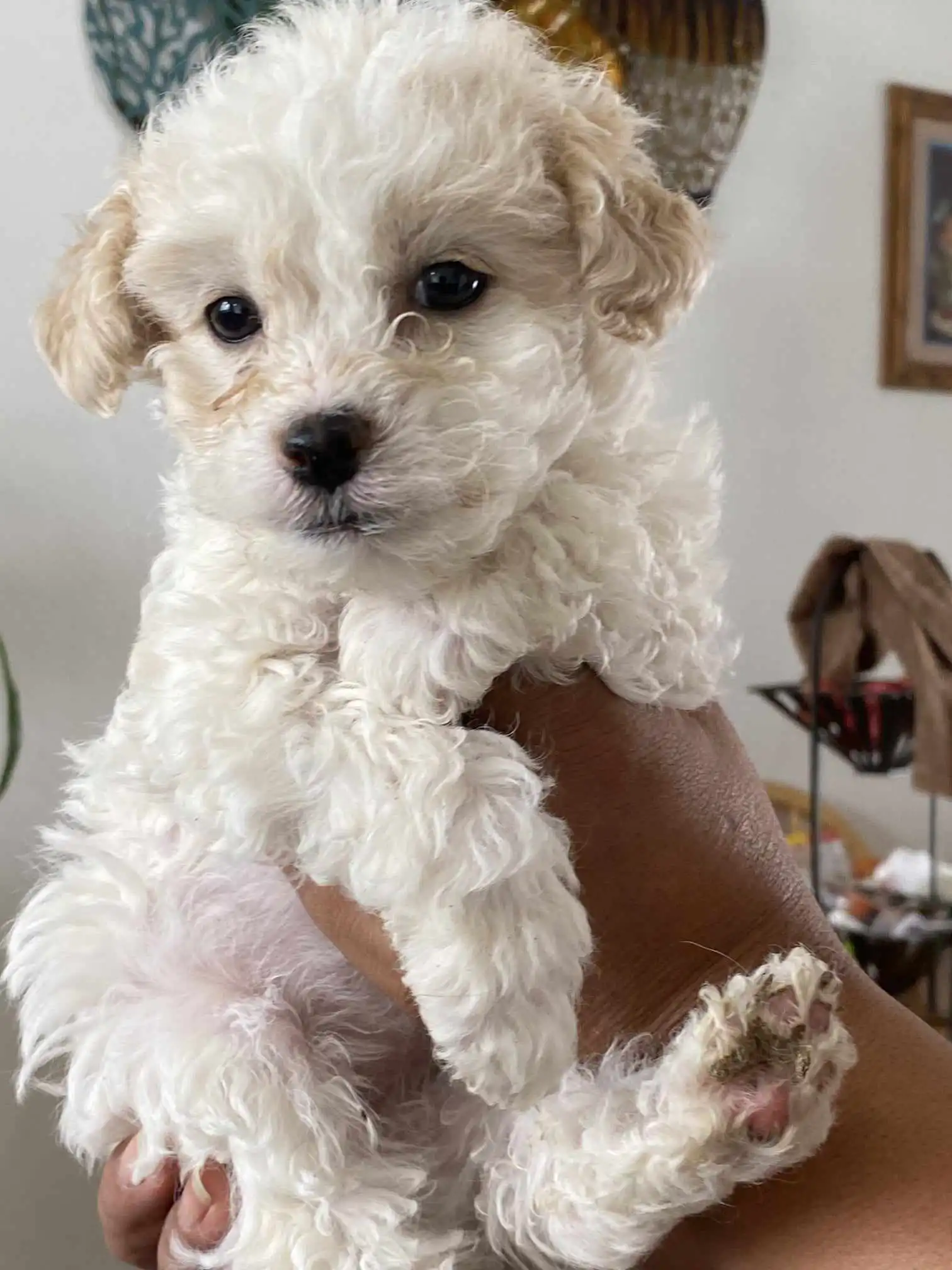 Maltipoo puppies 