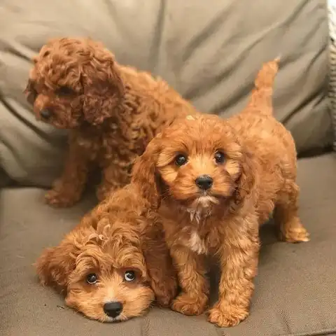 cachorros cavapoo