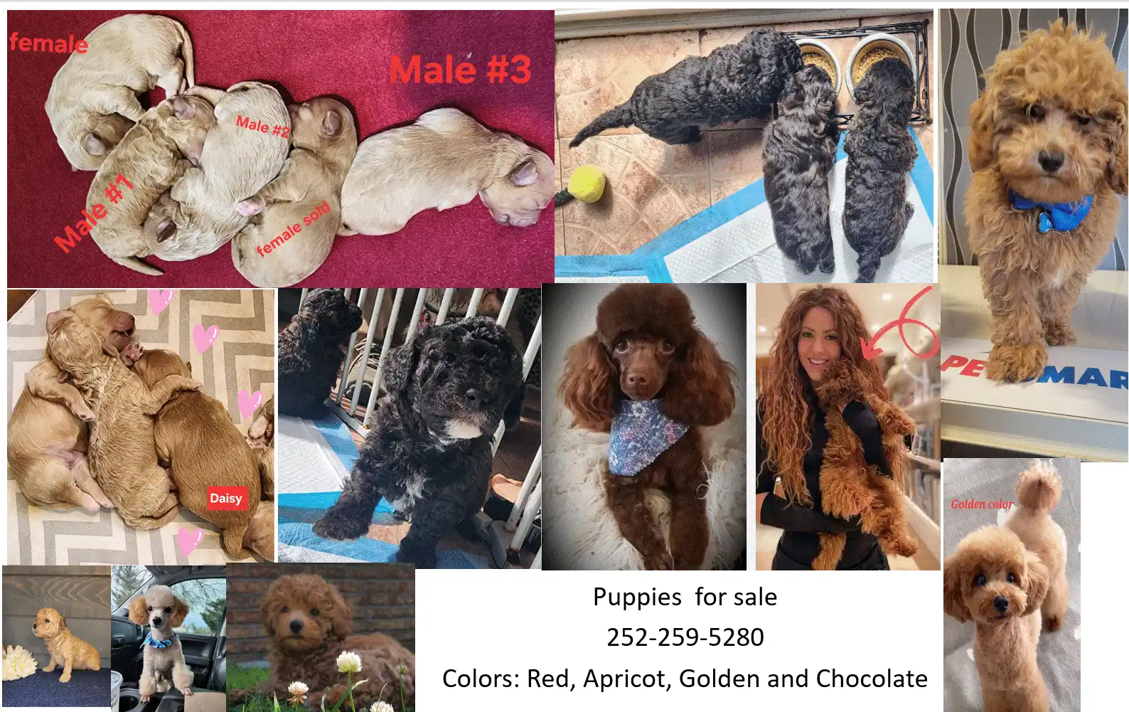 toy poodle cachorros 