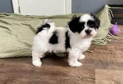 Preciosos cachorros shih tzu listos