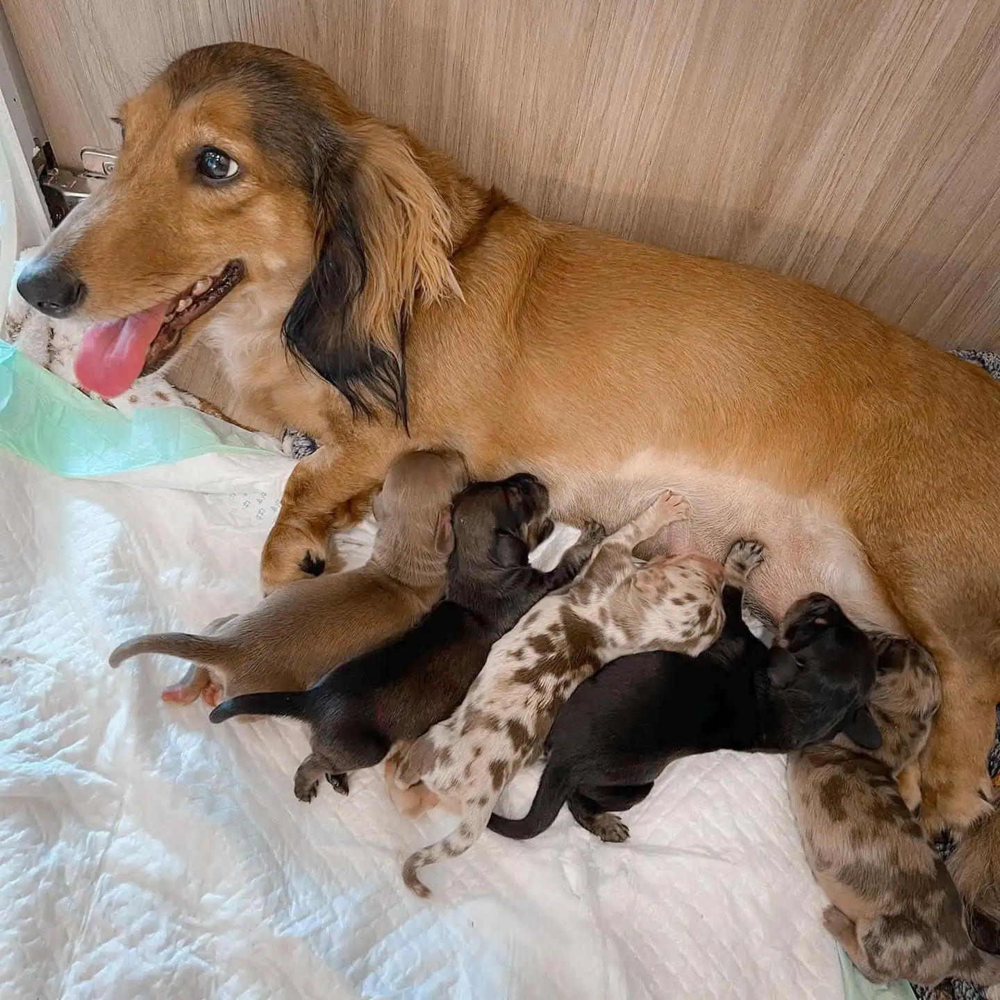 Vendo cachorros dachshund de pelo largo