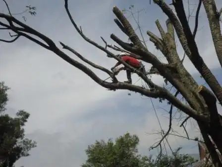 Poda técnica de árboles 