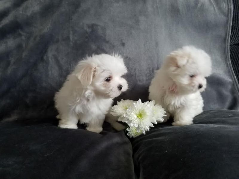 Dos cachorros de Maltés "Teacup" buscan una nueva familia