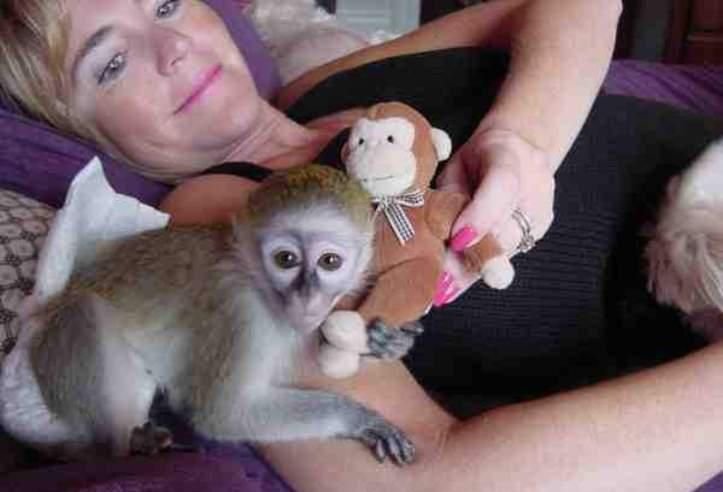 Monos capuchinos bebés en venta