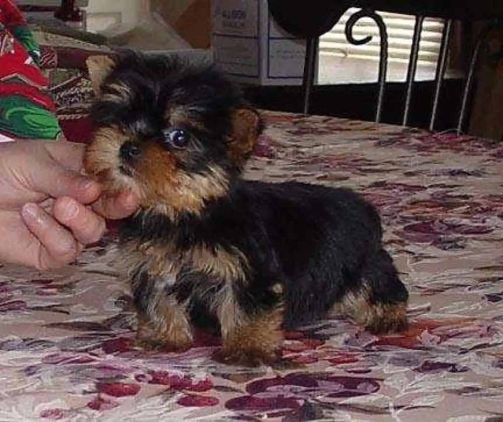 Cachorros Yorkie Terrier en adopcion