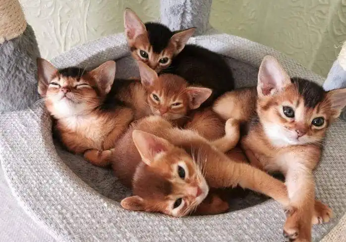 Adorable Abyssinia Kittens For Sale
