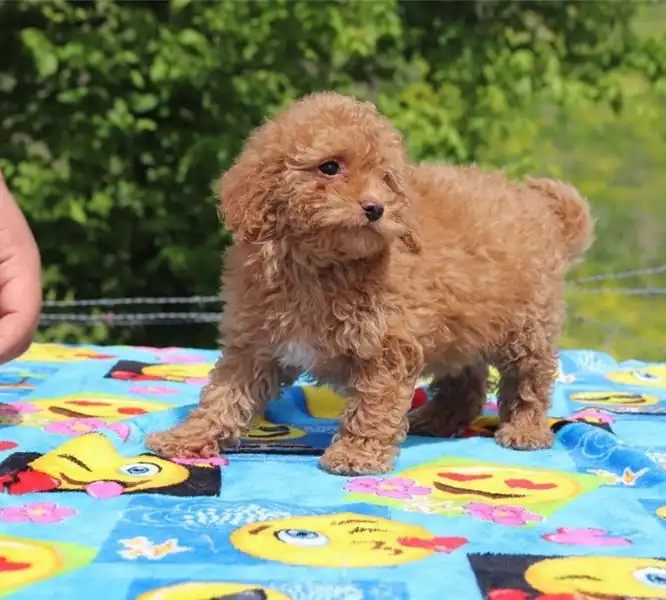 Cachorros goldendoodle en venta