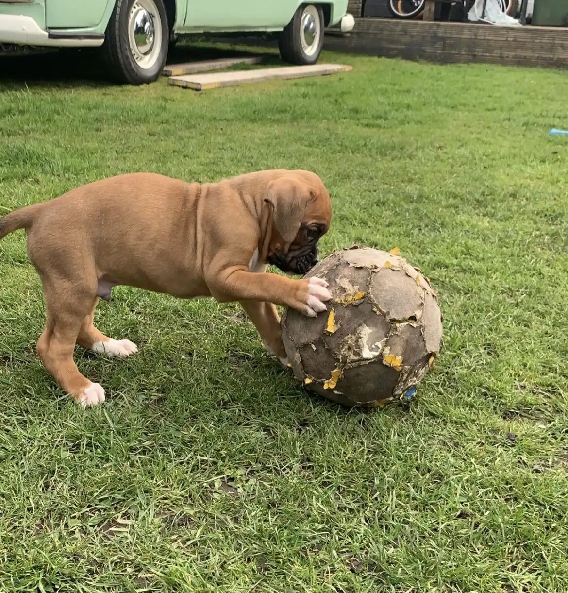 adorables cachorros boxer
