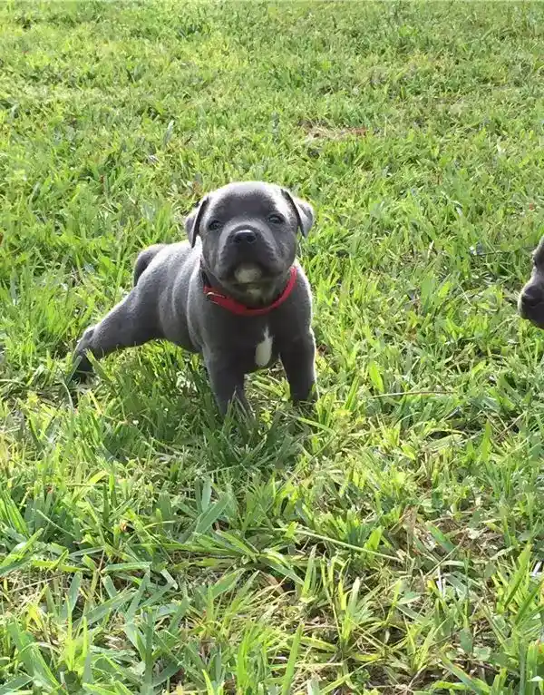 Hermosos machos y hembras American Staffordshire Terrier