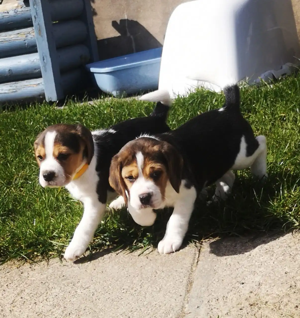 Lindos y encantadores cachorros beagle machos y hembras