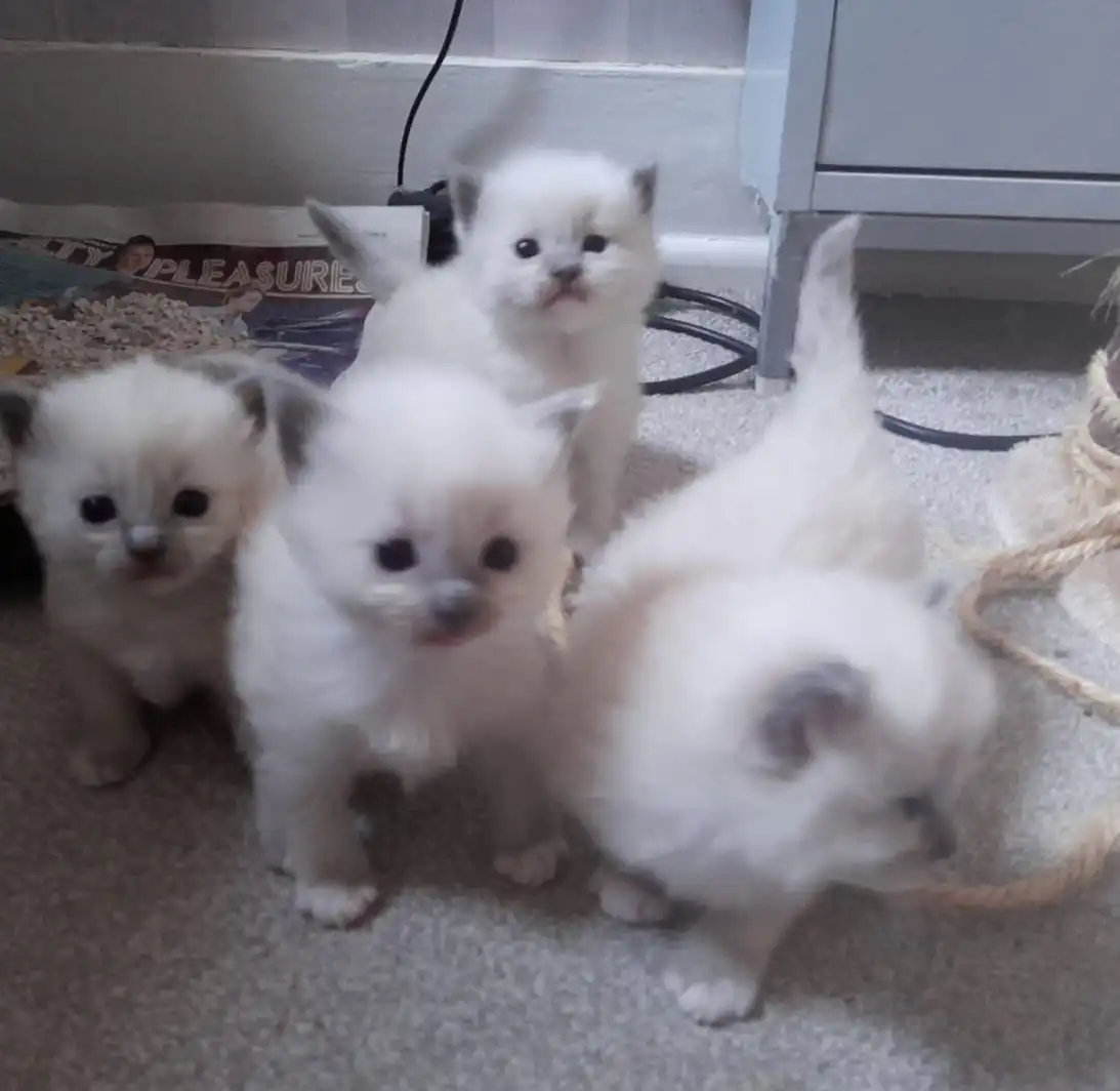 Vendo gatitos ragdoll