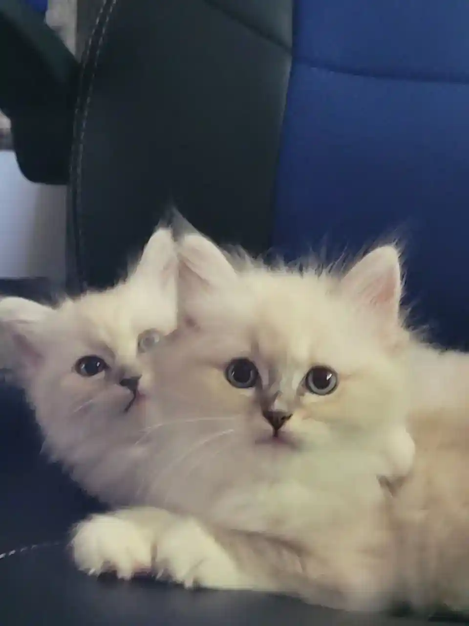 Gatitos siberianos en venta