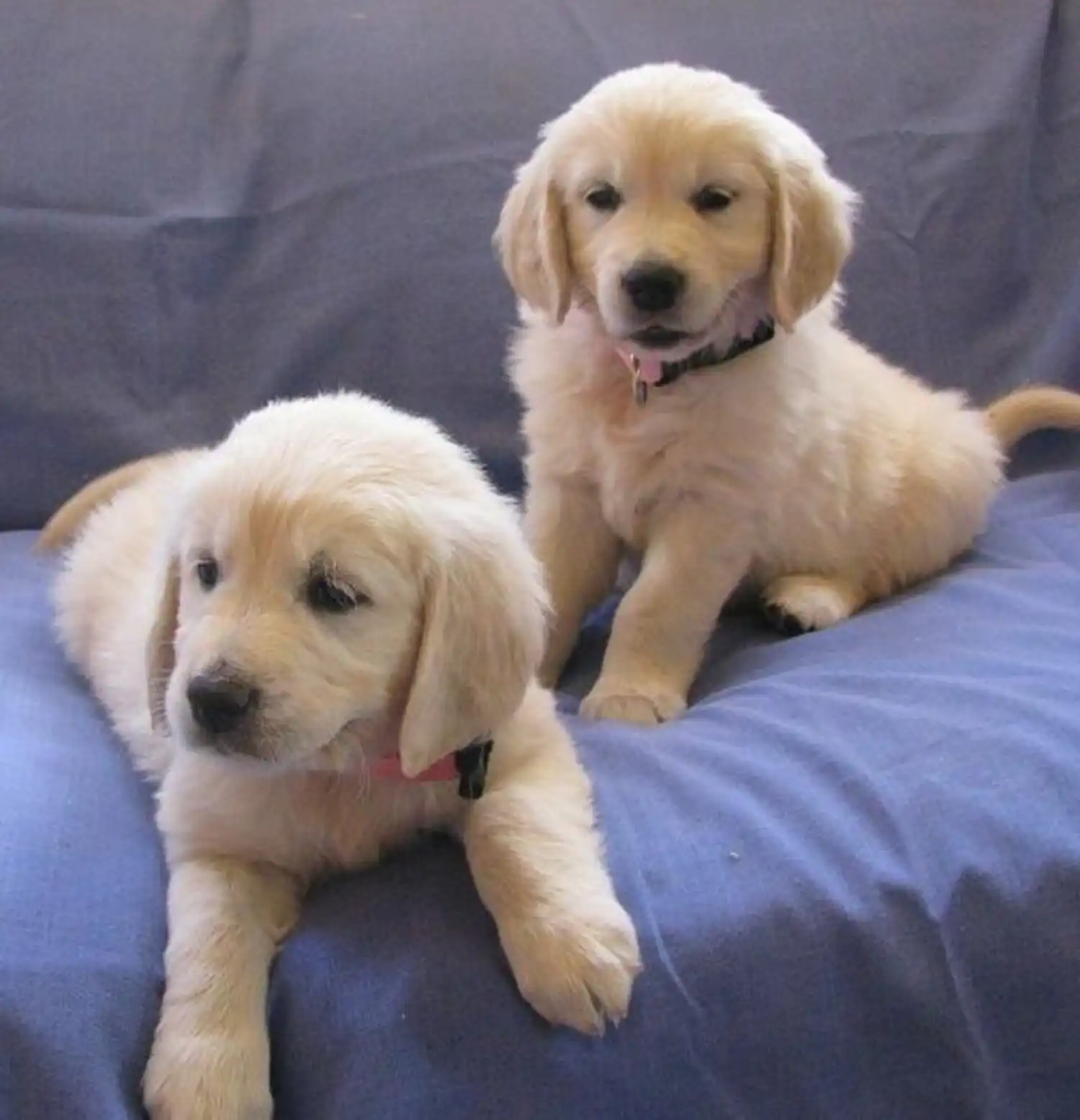 Se venden cachorros golden retriever