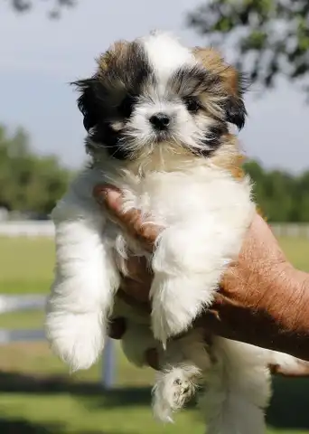 Venta de cachorros shih tzu niños y niñas