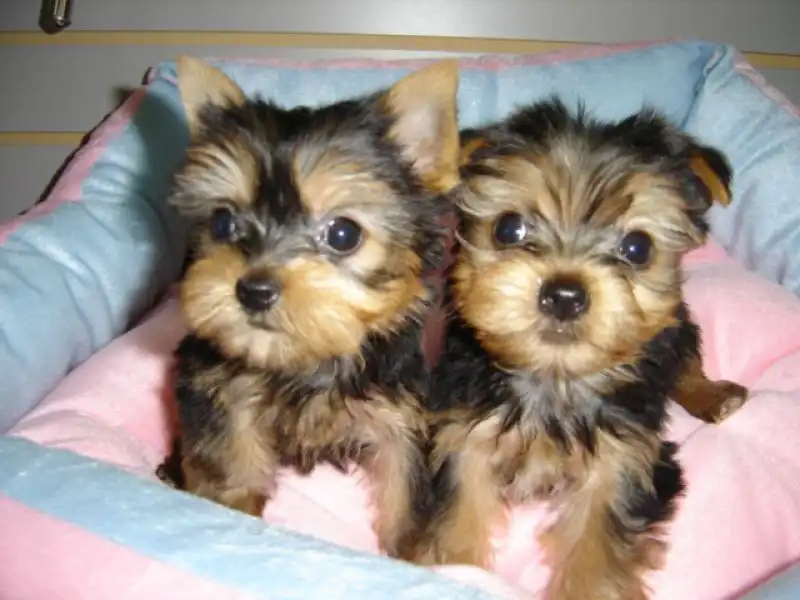 Hembras machos Yorkshire terrier Cachorros