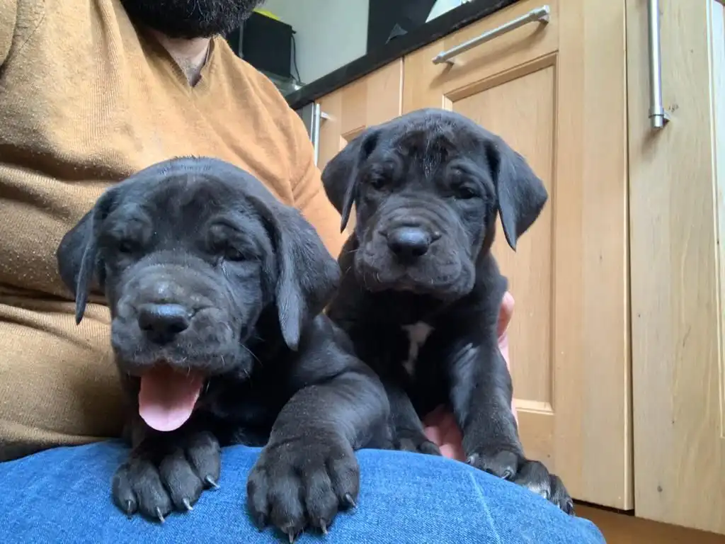 enérgicos cachorros gran danés